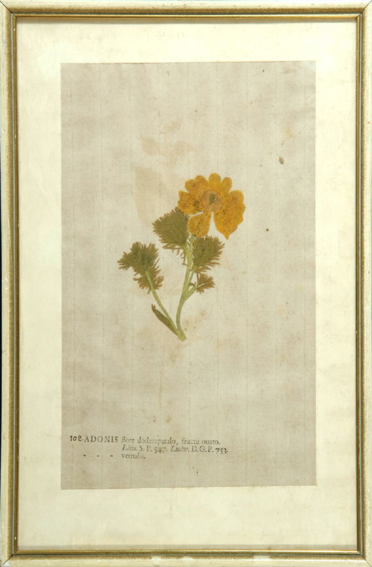 Radierung, um 1700handcolor., 13 x 10 cm, betit. " Adonis flore dodecapetalo, fructu ovato ",