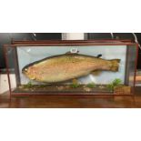 Large taxidermy glass cased 14lb 7oz rainbow trout from Fontburn lake 1993