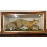 41" x 19" glass cased taxidermy fox and hare