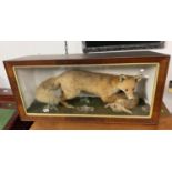 4' taxidermy fox and hare in Victorian case