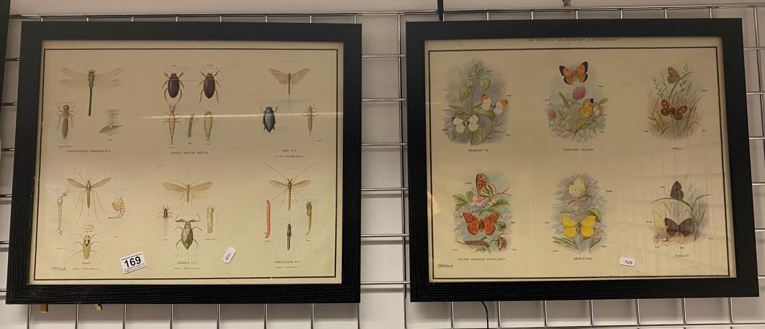 2x framed fauna and flora posters