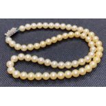 Set of Lotus pearls boxed