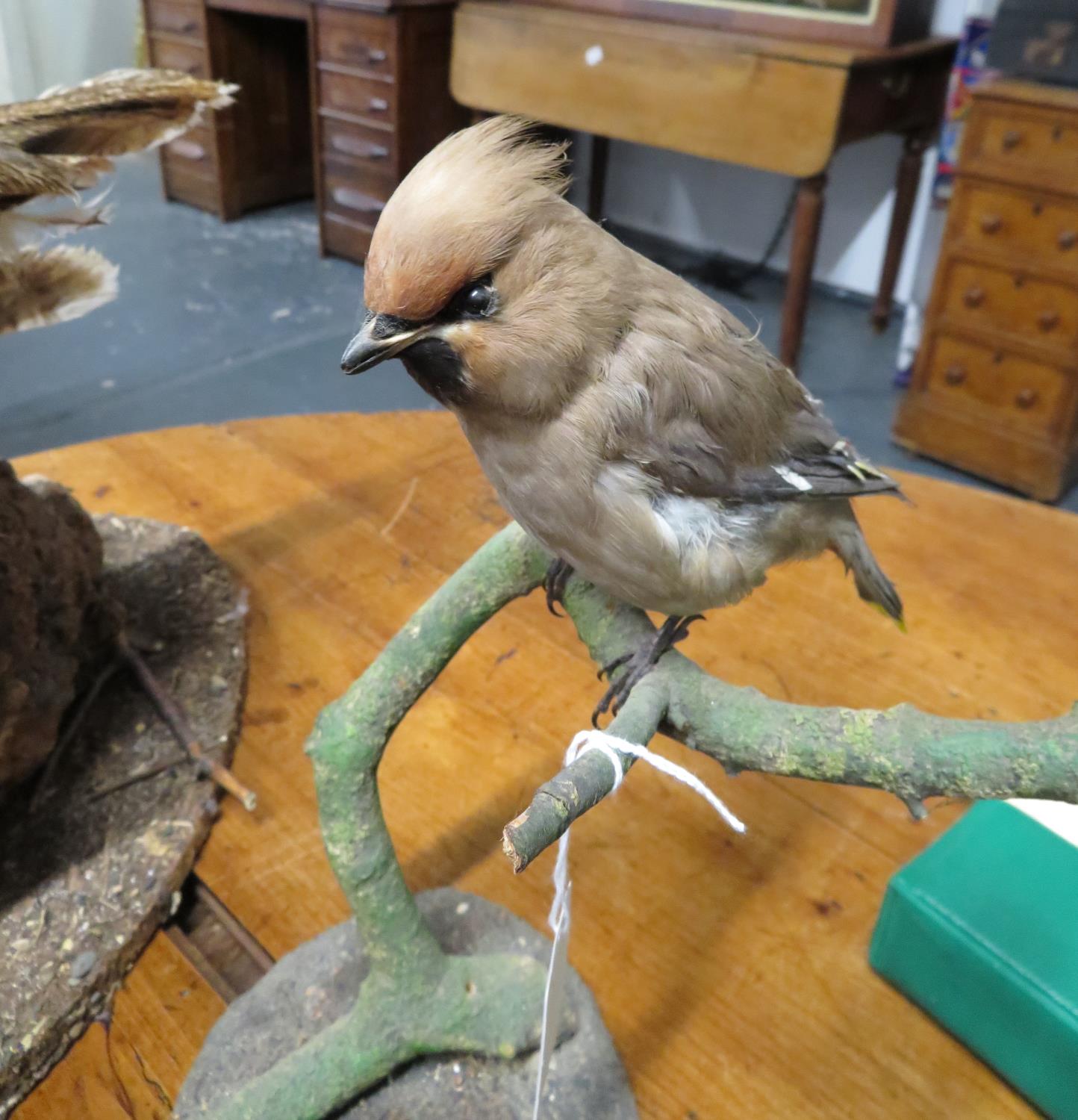 Taxidermy bird on branch - Image 2 of 2