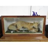 3' x 2' Victorian taxidermy fox with hare