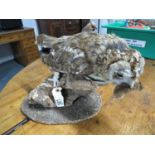 Taxidermy owl with mouse in beak