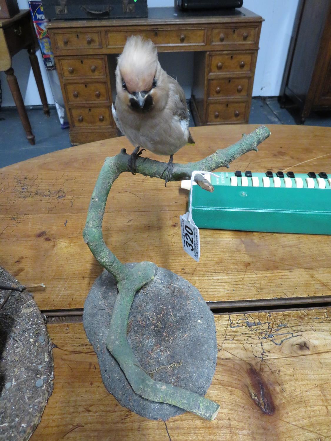 Taxidermy bird on branch