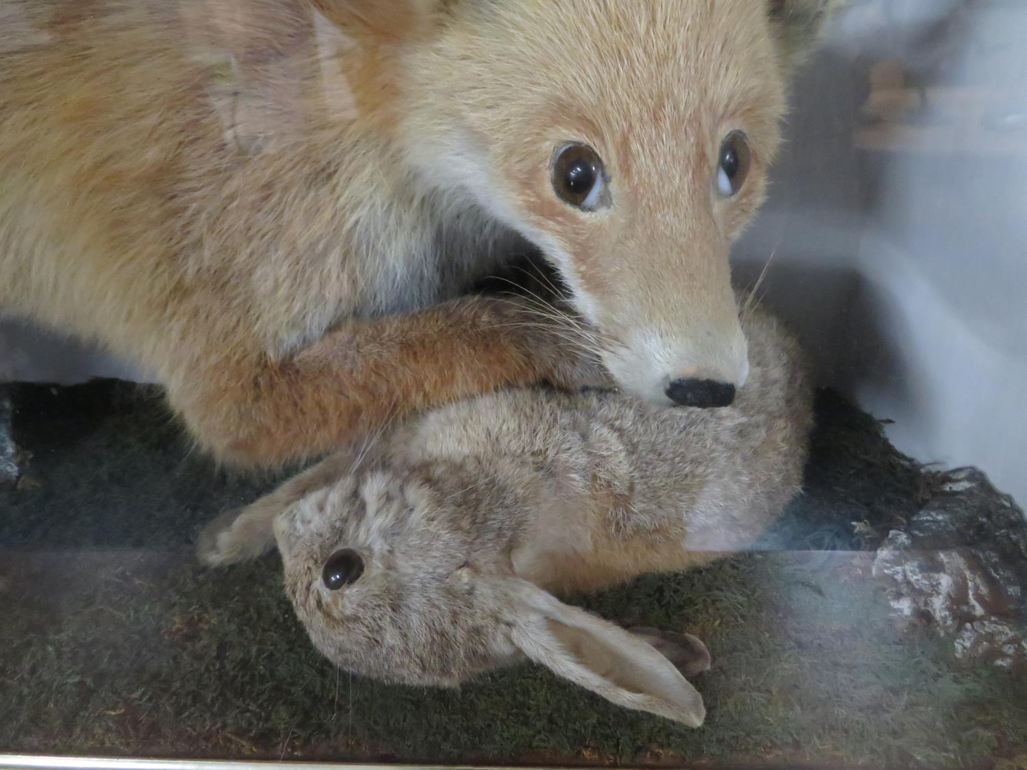 3' x 2' Victorian taxidermy fox with hare - Image 3 of 3