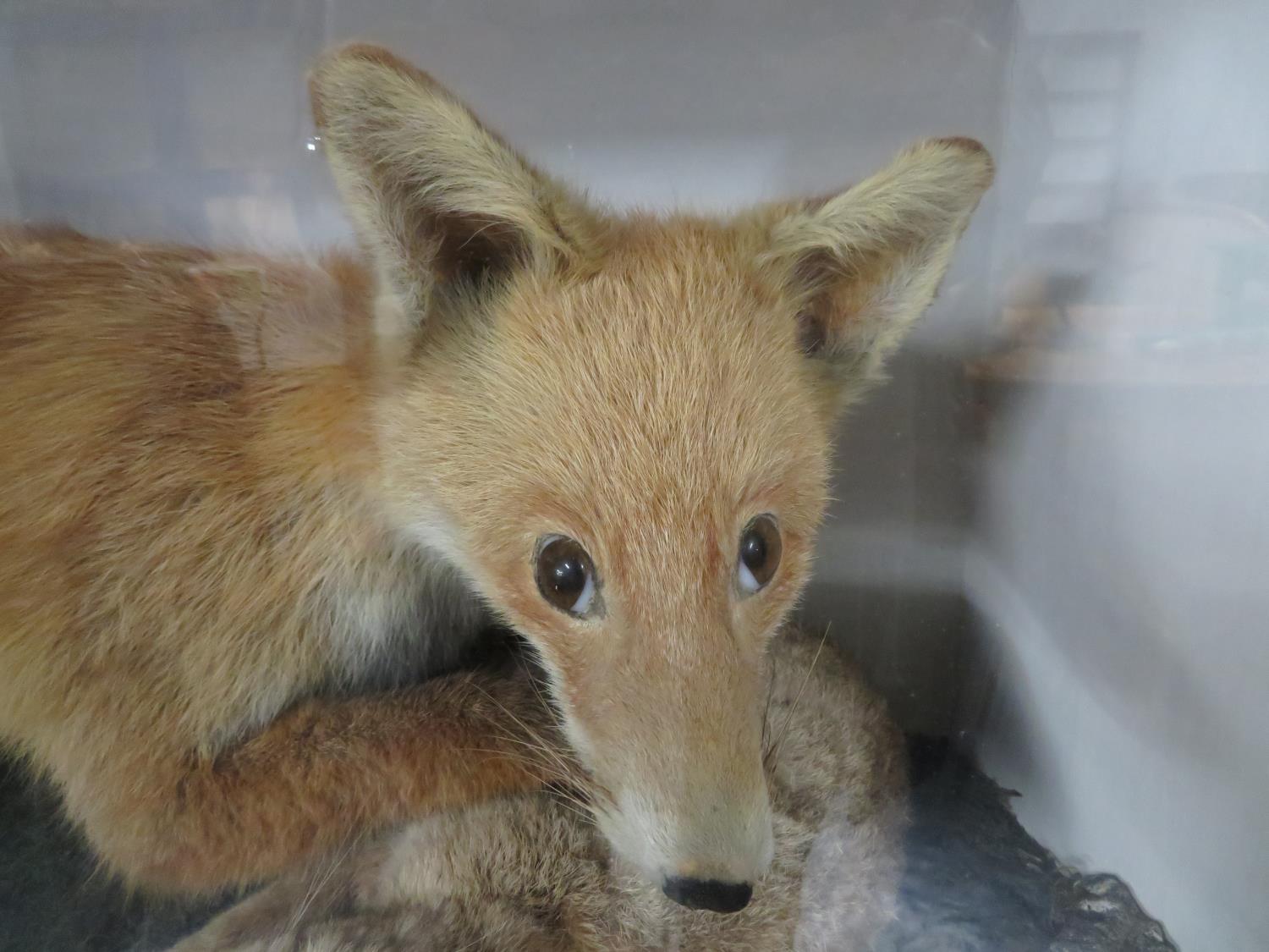 3' x 2' Victorian taxidermy fox with hare - Image 2 of 3