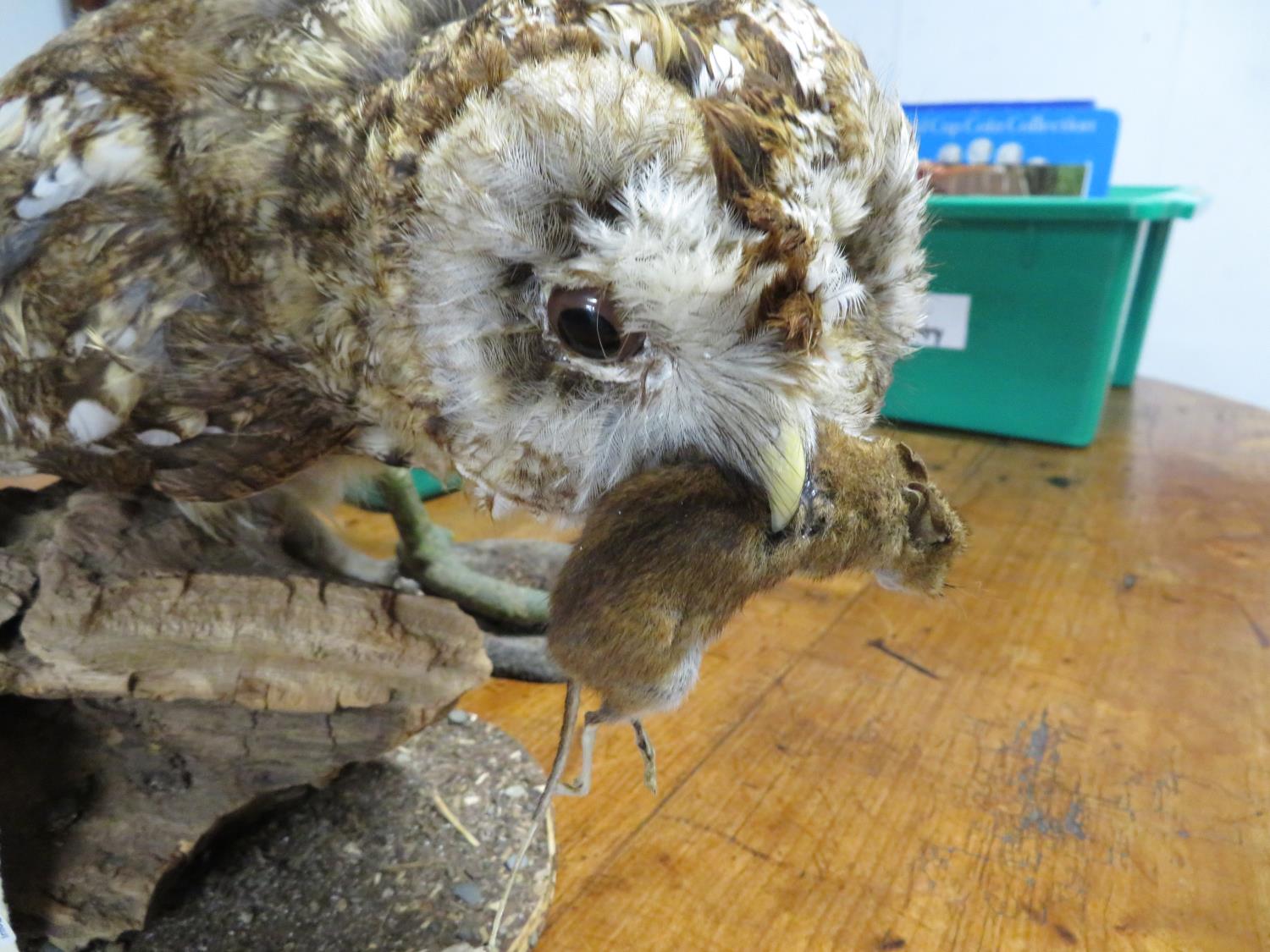 Taxidermy owl with mouse in beak - Image 2 of 2