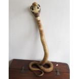 Taxidermy 31" King Cobra