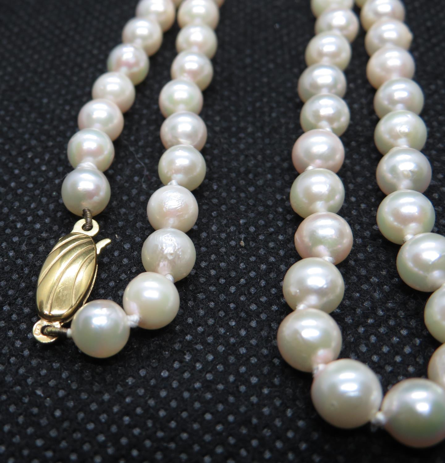 16" rope of 5.5mm cultured pearls with 9ct gold clasp - Image 2 of 2