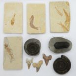 Collection of fossils