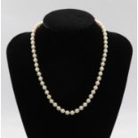 16" rope of 5.5mm pearls 9ct gold clasp