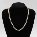 16" rope of 5.5mm cultured pearls with 9ct clasp