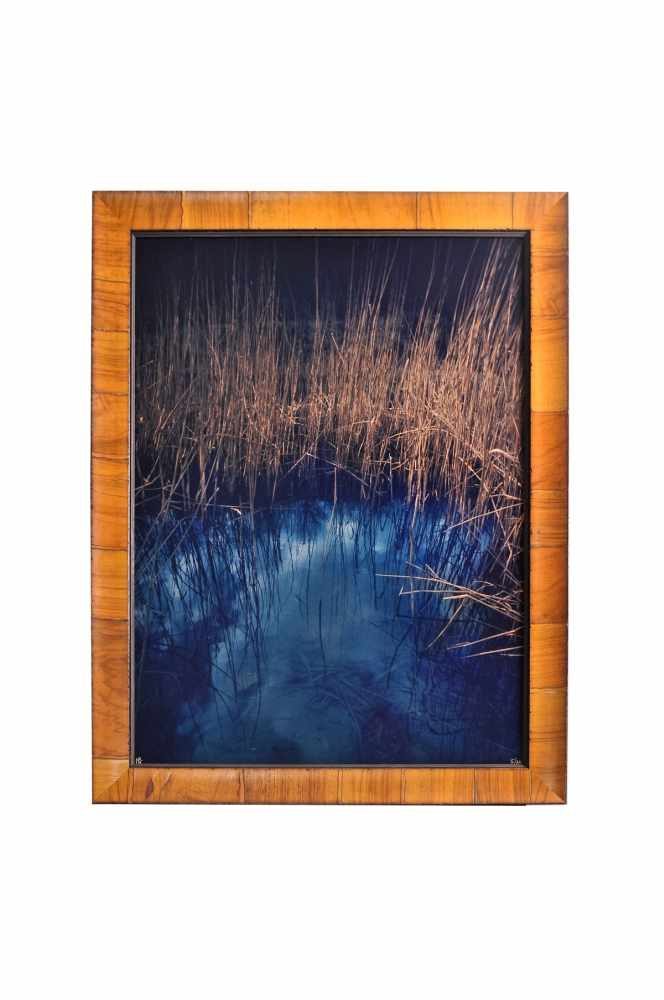 "Lake with reeds" 2009