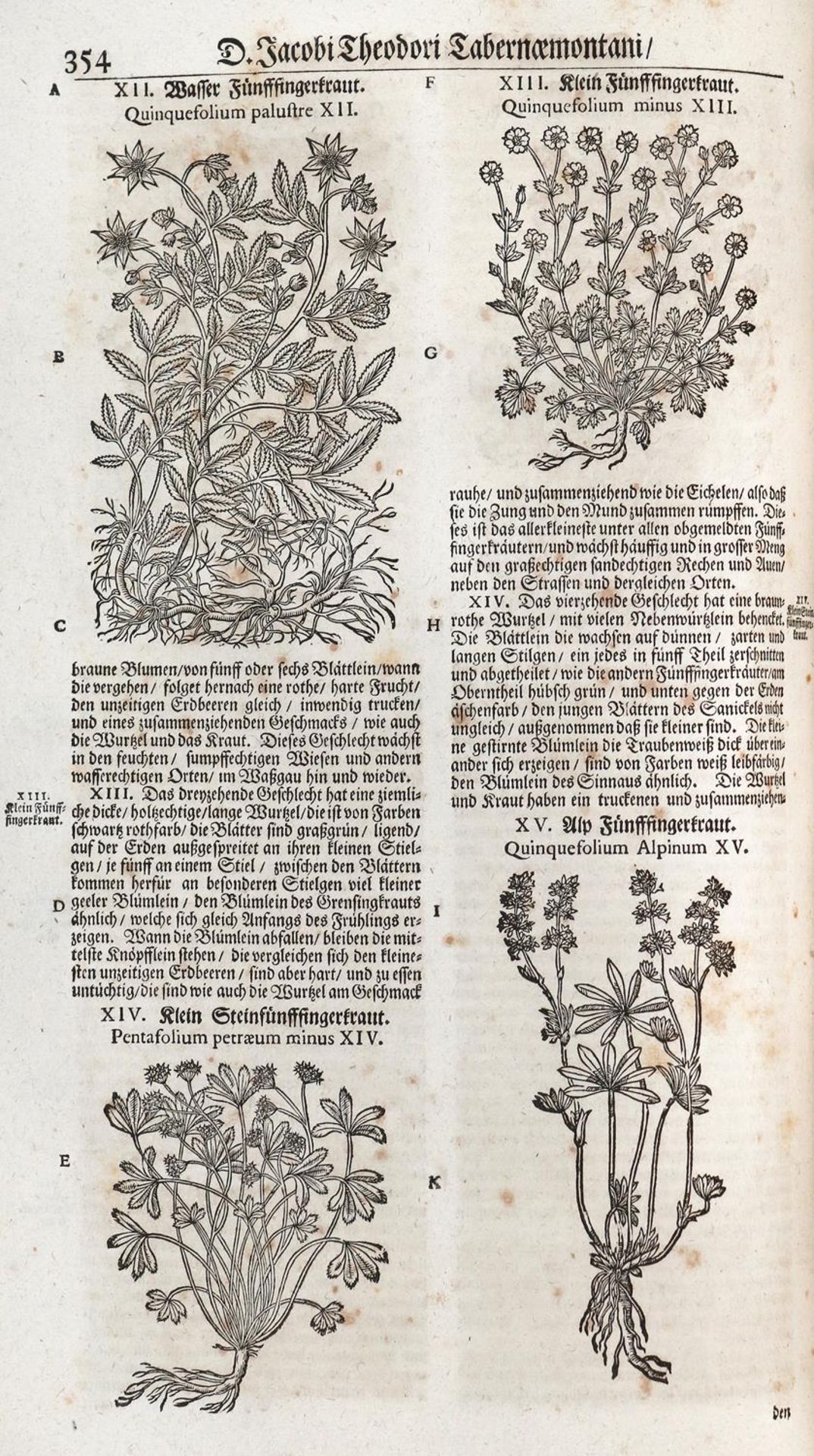 Tabernaemontanus,J.T. - Bild 16 aus 16