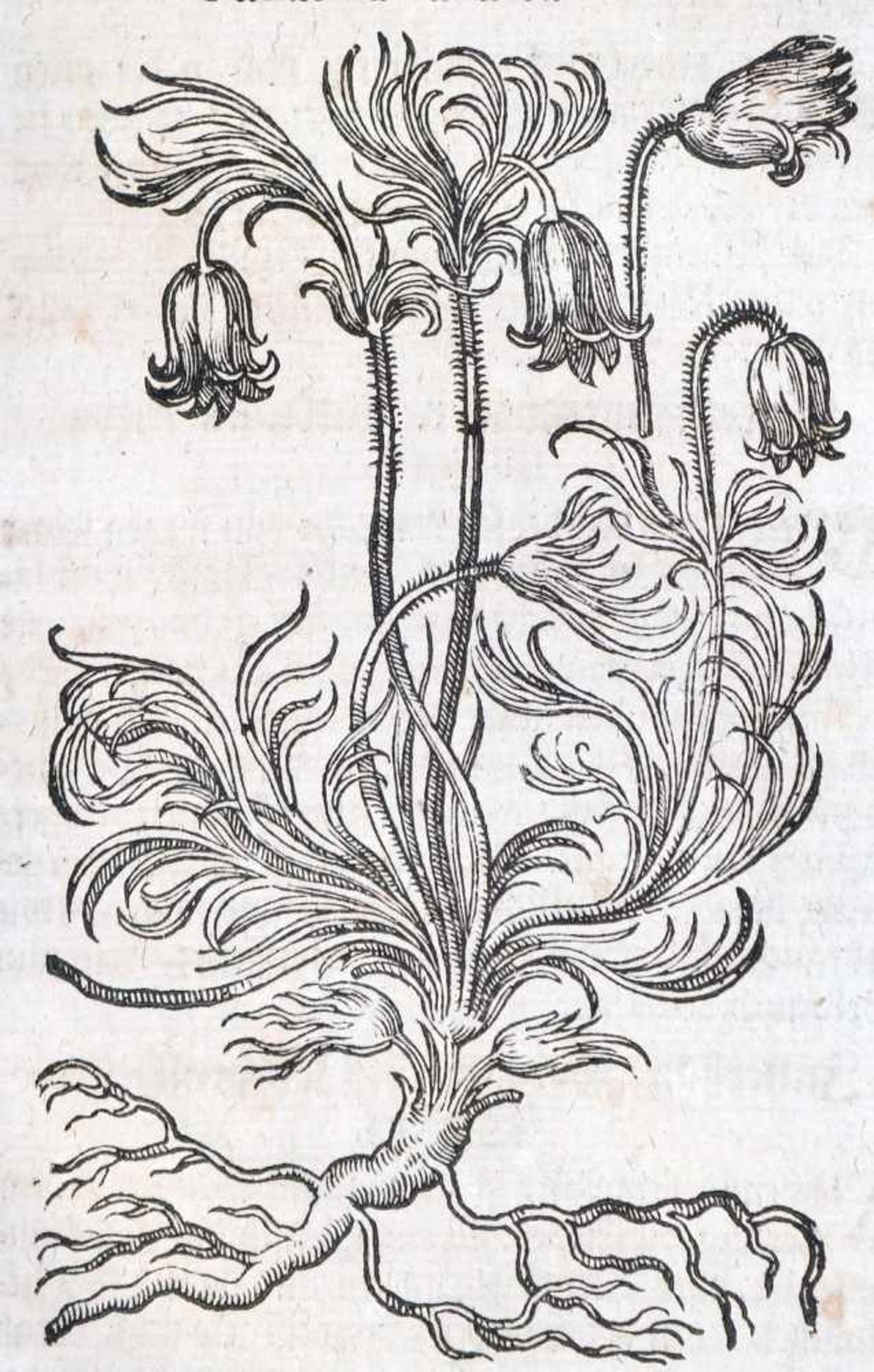 Tabernaemontanus,J.T. - Bild 2 aus 16
