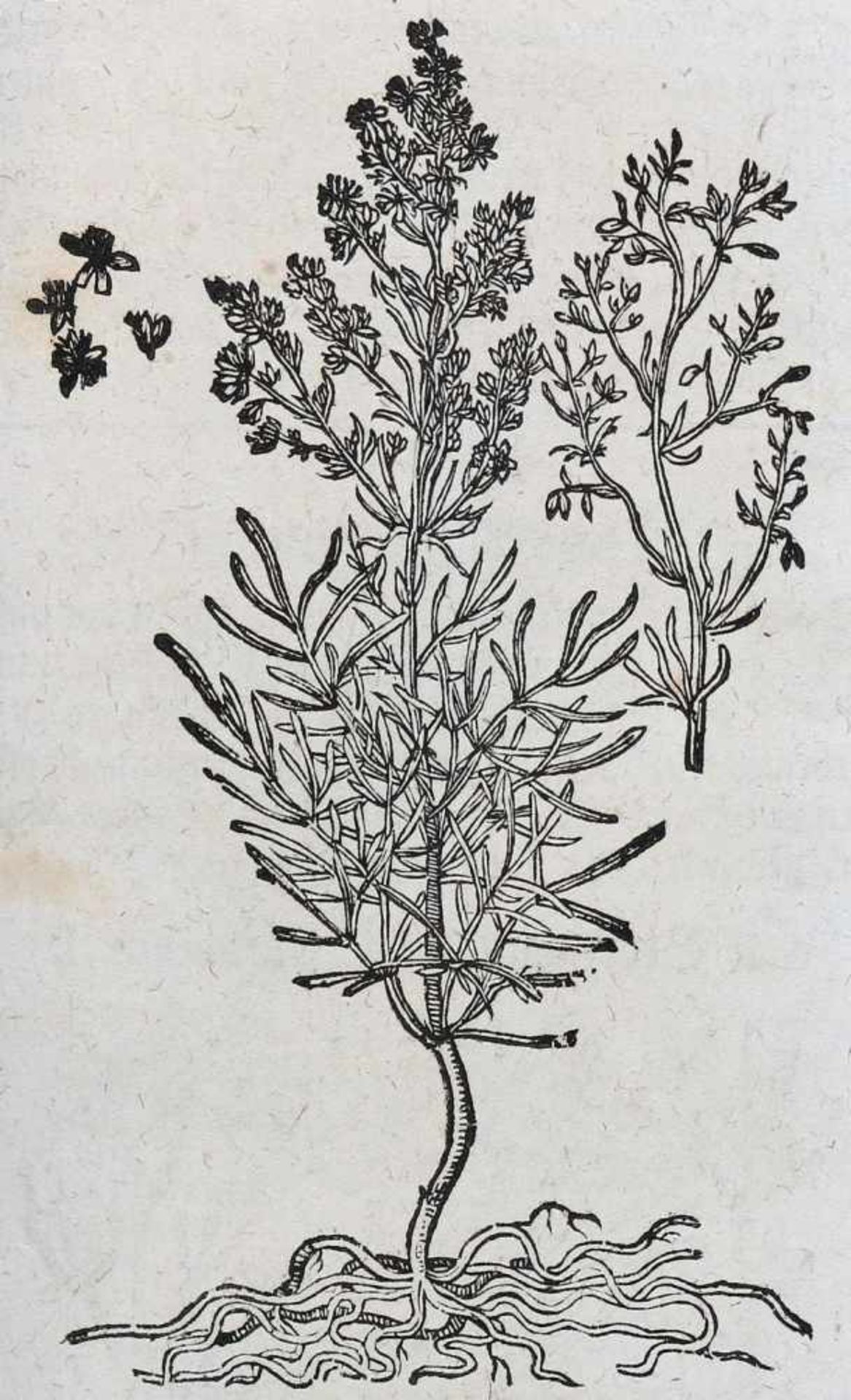 Tabernaemontanus,J.T. - Bild 10 aus 16
