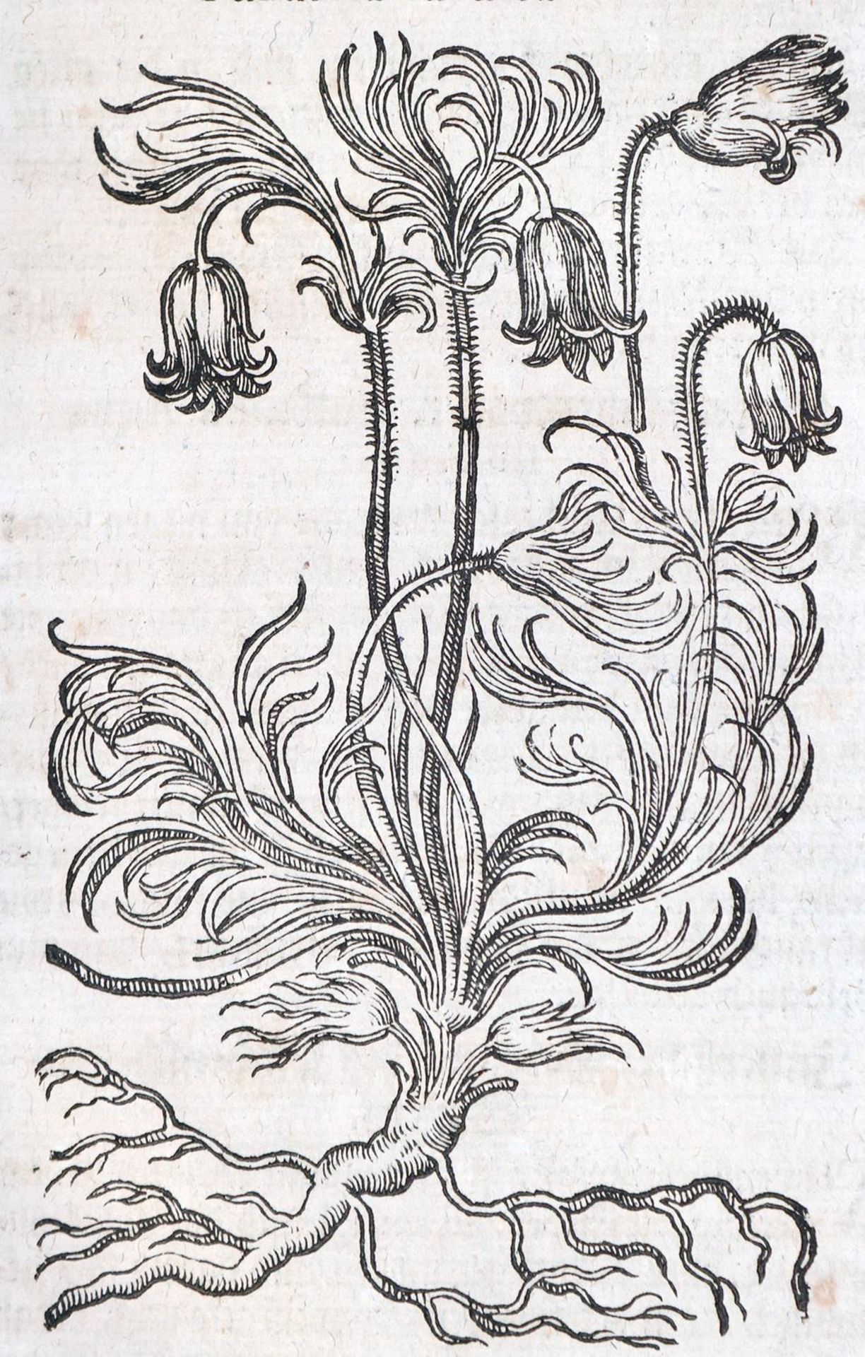Tabernaemontanus,J.T. - Bild 12 aus 16
