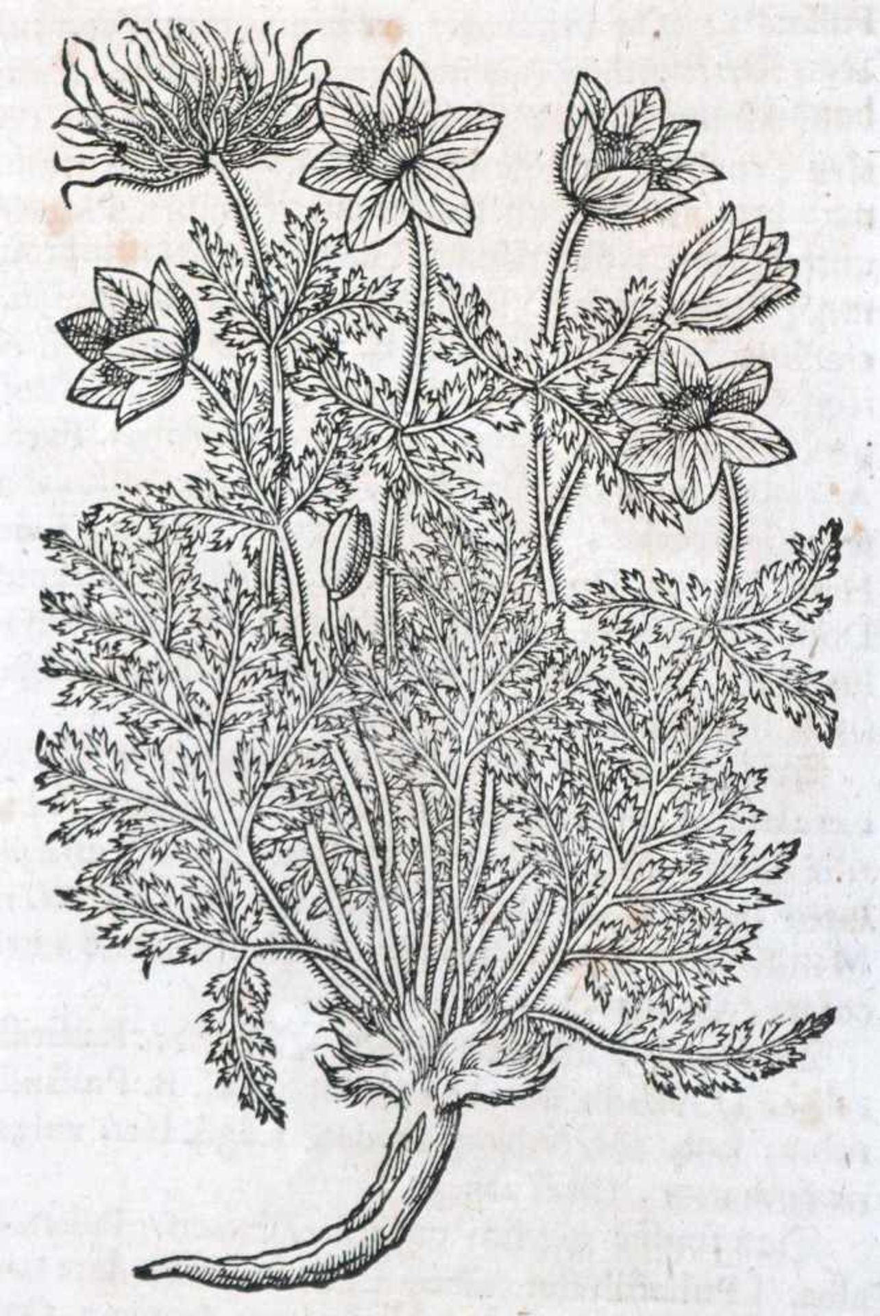 Tabernaemontanus,J.T. - Bild 3 aus 16