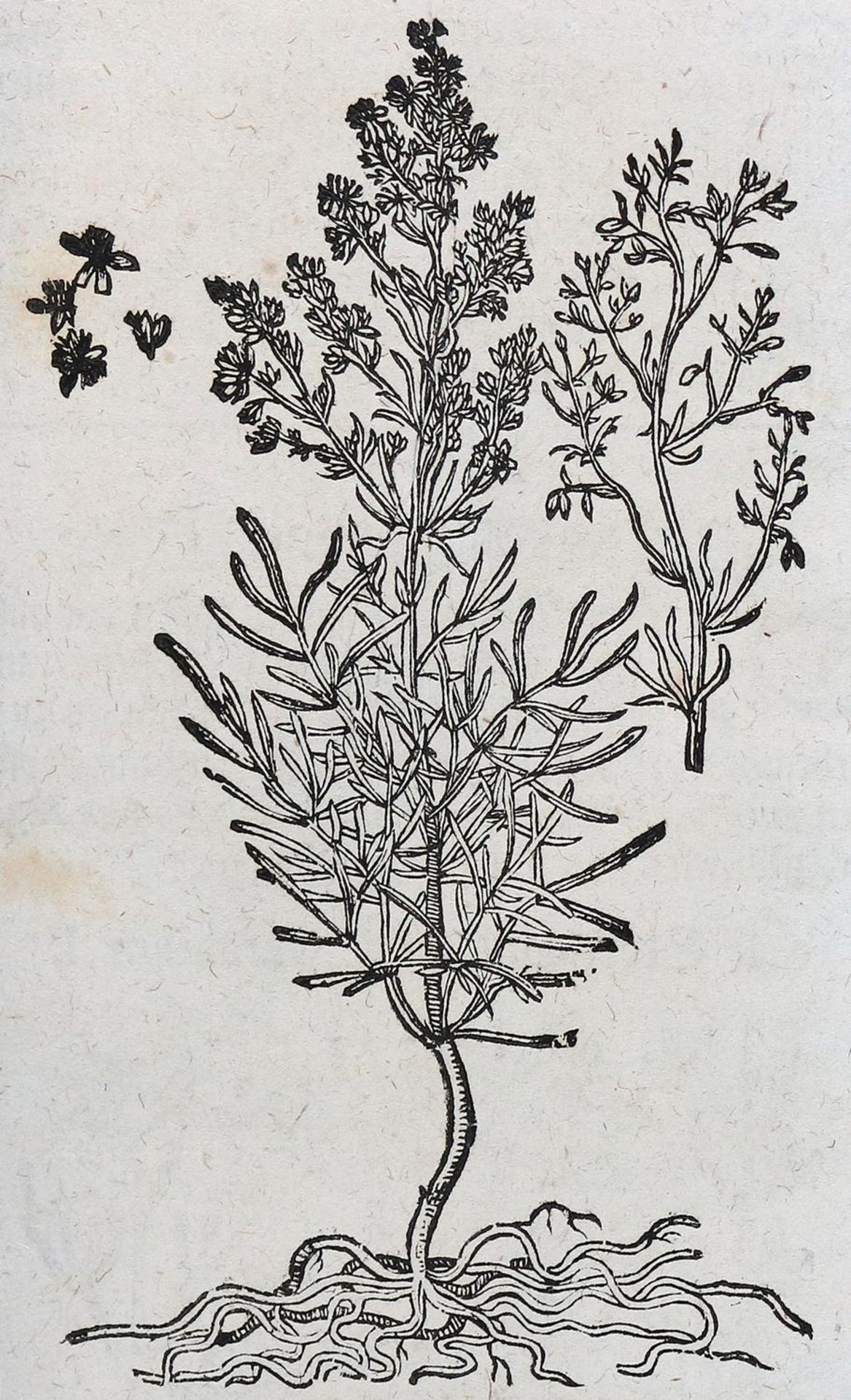 Tabernaemontanus,J.T. - Bild 15 aus 16