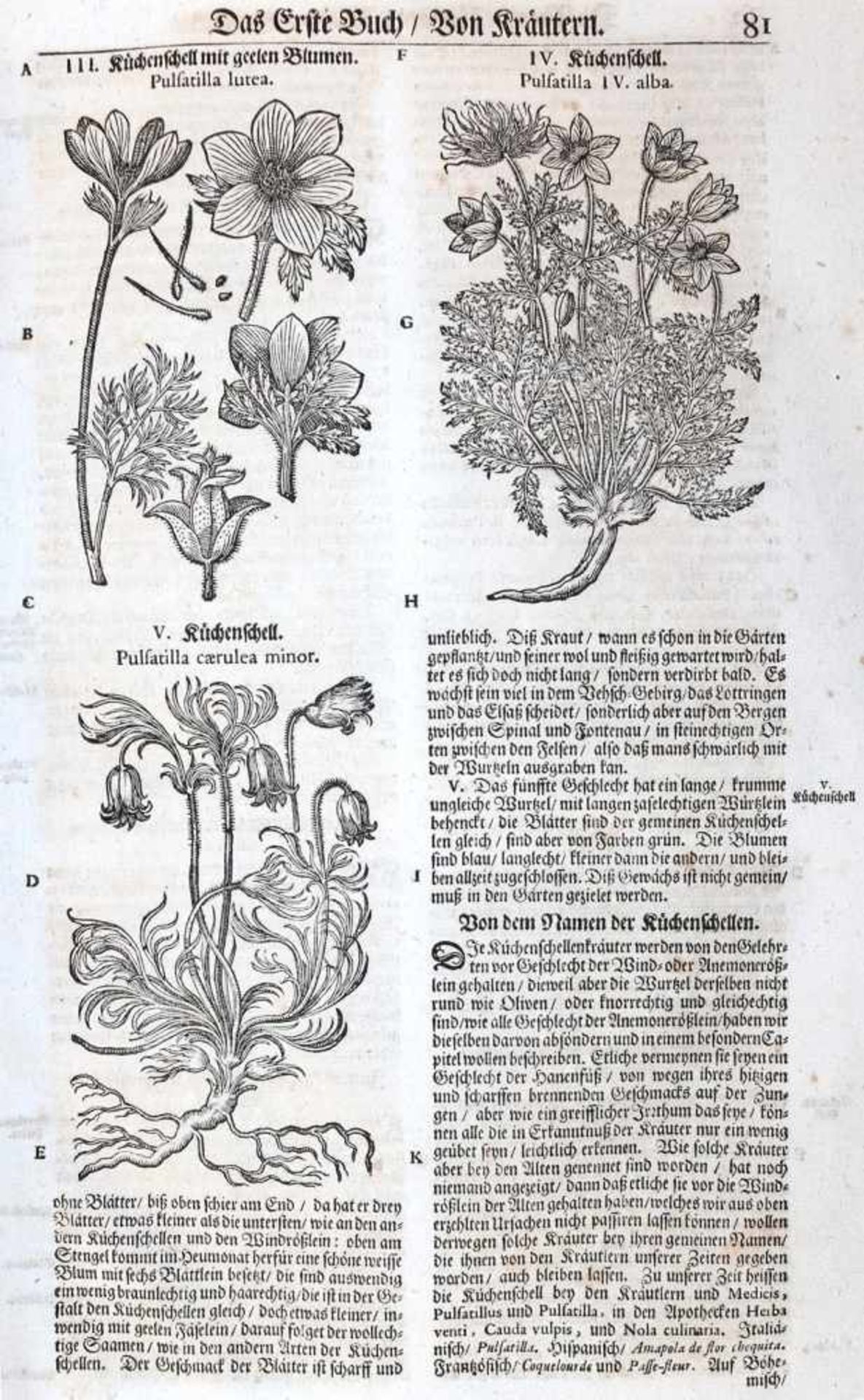 Tabernaemontanus,J.T. - Bild 4 aus 16