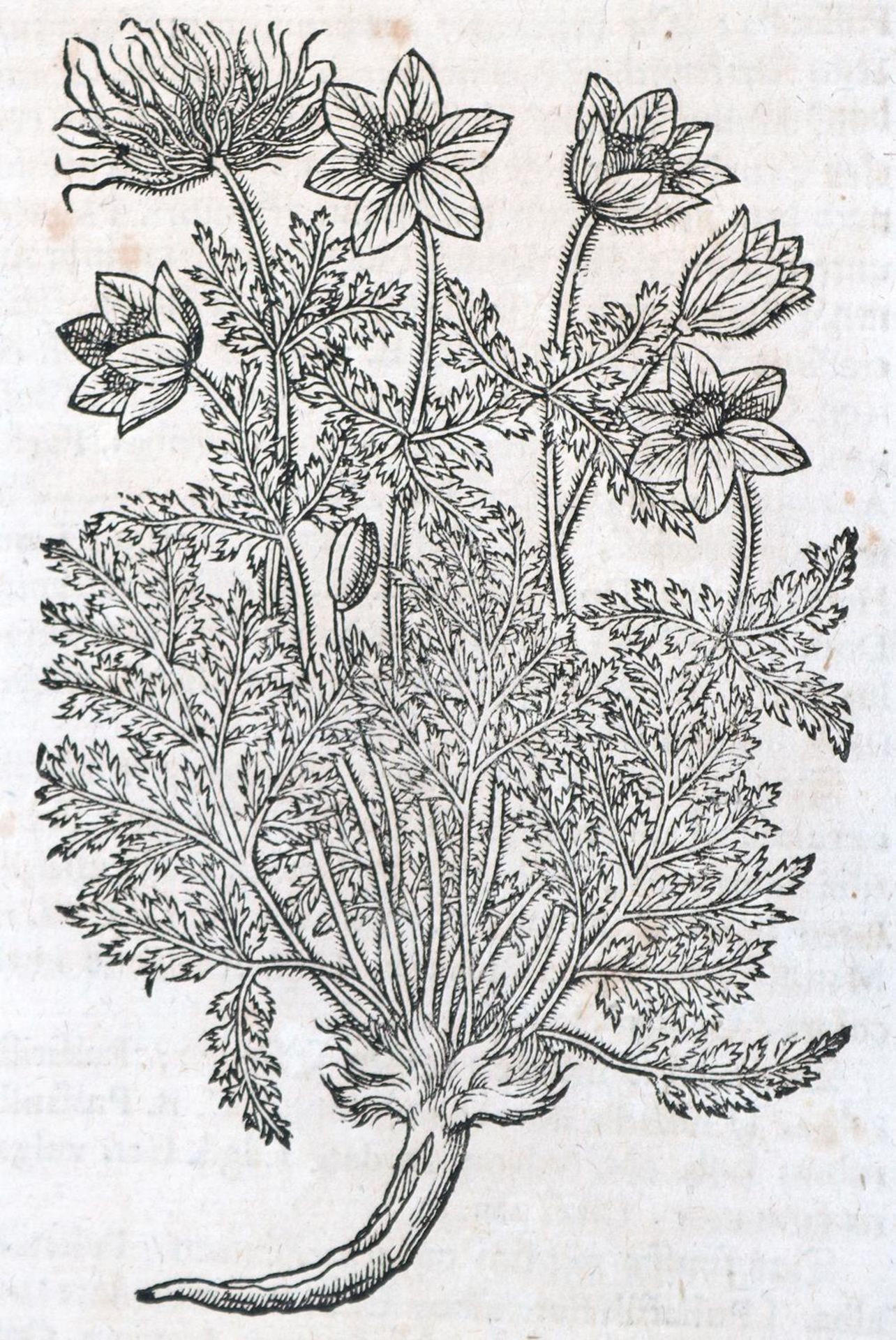 Tabernaemontanus,J.T. - Bild 13 aus 16