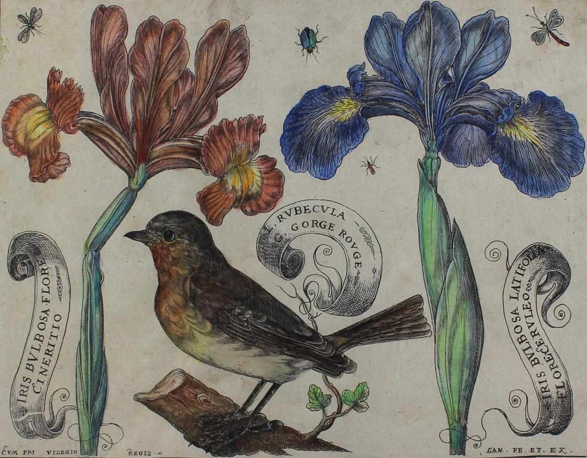 Langlois, Francois(1589-1647) nach. Iris Bulbosa Flore Cinerito. - L.Rubecula, G.Gorge Rouge. -