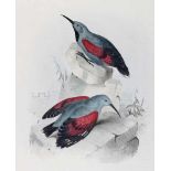 Mauerläufer.Wall Creeper. Kolor. Lithographie v. E.Lear bei Hullmandel, 1833. Blgr. 55 x 37,5 c