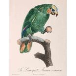 Papagei.Le Perroquet Aourou-couraou. Kolor. Farbstich n. Barraband aus 'Histoire Naturelle des