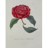 Berlese,L.Iconographie du genre camellia ou description et figures des camellia les plus belles