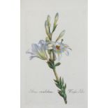 Lilie.'Lilium Candidum - Weisse Lilie'. Kolor. Lithographie von Mayrhofer aus 'Schrank, Plantae