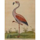Sammlungvon 5 Vogel-Darst.: 'The Muscovian Goose'/'The Stork'/'The Pochard'/'The Flamengo'/'The
