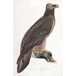 Adler.'Der baertige Alpengeyeradler. Gypaetos barbatus'. Altkolor. Kupferstich von J.C. Susemih