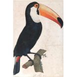 Tukan.Le Toco. No.2. Kolor. Farbstich v. Pérée n. Barraband aus 'Histoire Naturelle des Oiseaux
