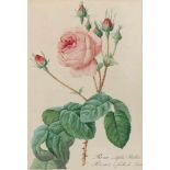 Redouté.Rosa centifolia Bullata. Farbstich u. zusätzlicher Kol., gest. v. Langois nach Pierre J