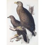 Seeadler.Sea Eagle. Kolor. Lithographie v. E.Lear bei Hullmandel, um 1850. Blgr. 55,5 x 37,5 cm