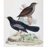 Gould, E.Turdus Poecilopterus. Aztekendrossel. Kolor. Lithographie bei Hullmandel, um 1830. 51,