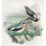 Gould,J. u. H.C.Richter.Saxicola Oenanthe. Steinschmätzer u. Spinnenorchidee. Kolor. Lithograph