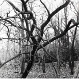 Naturphotographie.7 quadratische s/w-Photographien mit Baumdarstellungen in Waldkontexten, wohl