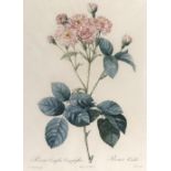 Redoute.Rosa Centifolia Caryphyllea. Farbstich von Charlin n. Redoute bei Remond, um 1820. Blgr.