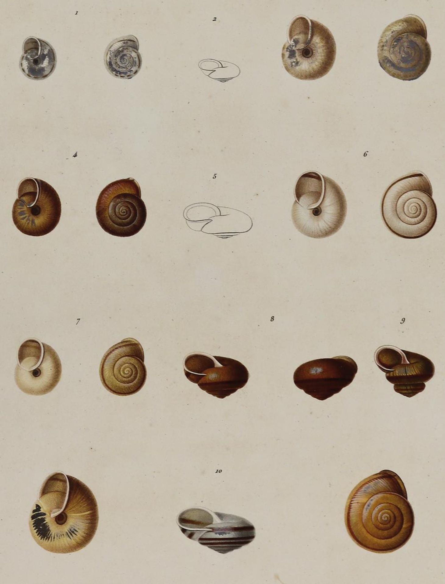 Ferussac,J.B.L.d'Audebard de u. G.P.Deshayes.Sammlung von 40 (meist kolor.) Kupfertaf. aus