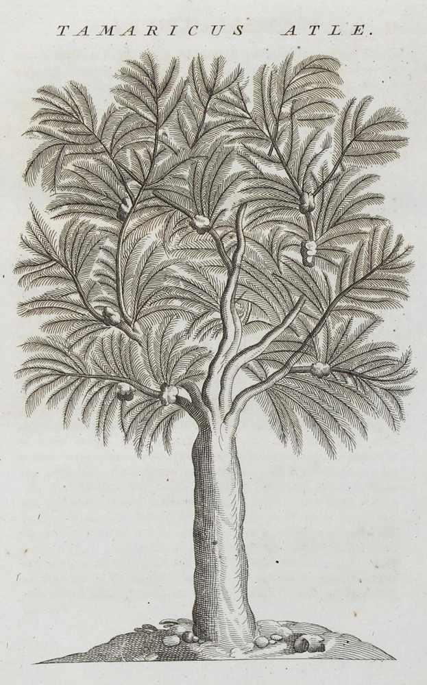 Alpino,P.Historiae Aegypti naturalis. 2 Bde. Leiden, Potuliet 1735. 4°. Mit 102 (6 gefalt.) - Image 3 of 3