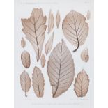 Naturselbstdruck.Sammlung von 18 Tafeln in Naturselbstdruck mit Abdrucken von Blättern der Eiche,