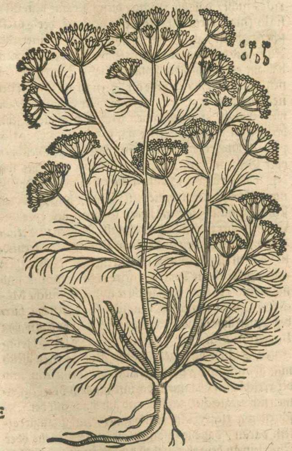 Tabernaemontanus,J.T.Neu vollkommen Kräuter-Buch. 3 Tle. in 1 Bd. Basel, J.L.König u. J. - Bild 2 aus 2