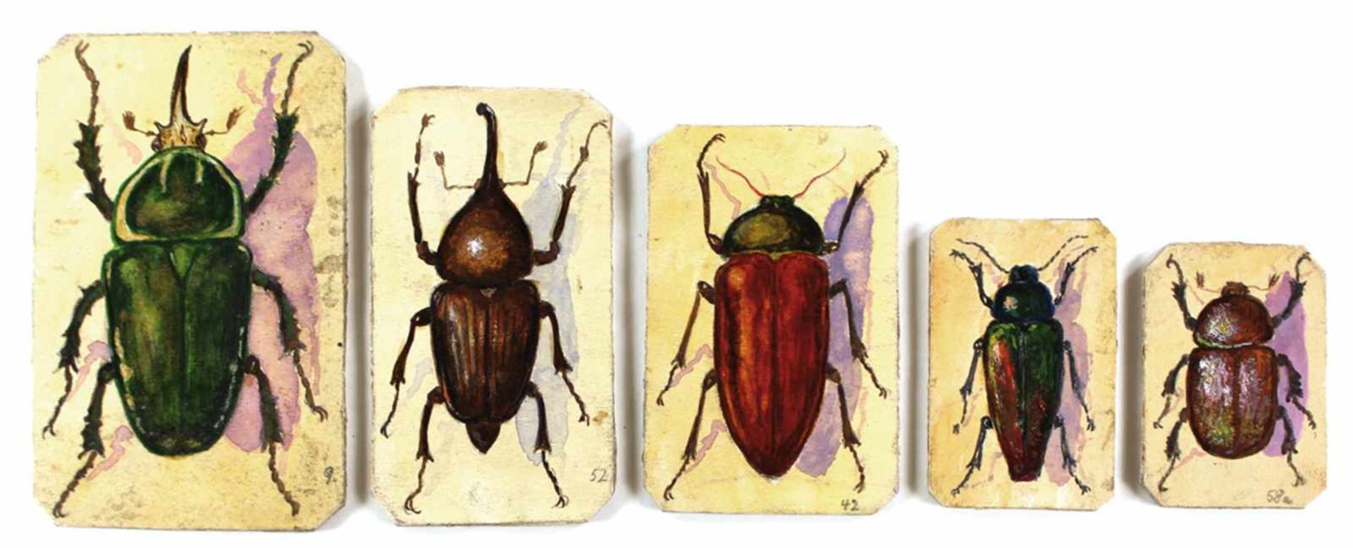 Käfer.Sammlung v. 16 Darst. v. Käfern, verso m. ihren zoolog. Bez. Jew. num. in einer