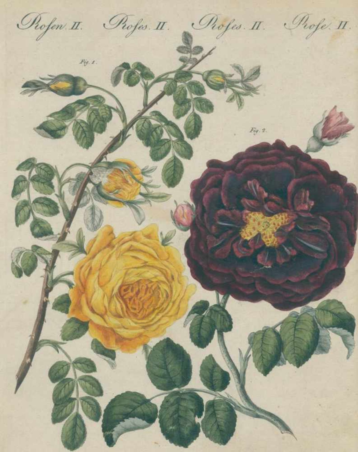 Rosen.Folge von 18 (num. I-XVIII) kolorierten Kupferstichen mit Rosendarstellungen aus dem