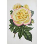 Paul,W.The Rose Garden. 10th edition. London, Simpkin 1903. Gr.4°. Mit 21 farb. lithogr. Taf. u.