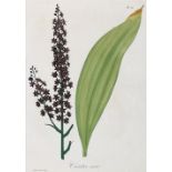 Pflanzen.12 Bl. kolor. Kupferstiche bzw. Farbstiche von E.Rocquart aus: Roques, Phytographie