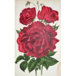 Journal des Roses(Rosa Inter Flores) et revue d'Arboriculture ornementale. 17 Jgge. der Reihe. Melun